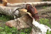 В Нижнем Тагиле уже две недели бежит труба с горячей водой у многоквартирного дома, в МУП «НТТС» заявляют о своей занятости (видео)
