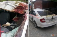 На Серовском тракте таксист сбил лося и чудом остался жив. Теперь ему грозит штраф (фото)