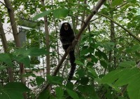 «Визжу, ору: скиньте, уберите!» На женщину прыгнула обезьяна на улице в Нижнем Тагиле