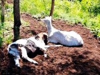 В Нижнем Тагиле бродячие собаки напали на стадо коз. «Одну загрызли насмерть, а двоих утащили в лес»