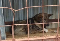 Тагильские чиновники не увидели нарушений в условиях содержания отловленных собак. Ранее зоозащитники обнаружили скелеты и разложившееся останки