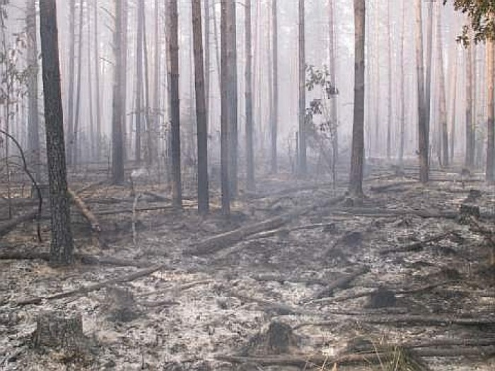 В Нижнем Тагиле завели уголовное дело из-за сотен сожжённых деревьев