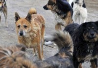 Чиновники признали, что в Нижнем Тагиле не успевают оперативно реагировать на жалобы горожан на стаи бездомных собак