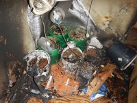 В Нижнем Тагиле из-за выращивания конопли загорелась квартира (фото)