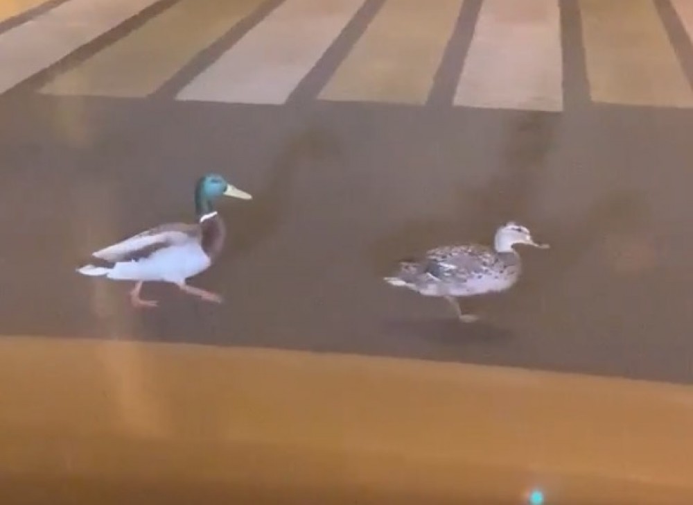 В Нижнем Тагиле поселились утки: они переходят дорогу на «зелёный» и гуляют по городу: милое видео