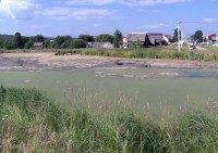 Плавно превращается в болото: на Черноисточинском пруду вновь начали цвести водоросли (фото)