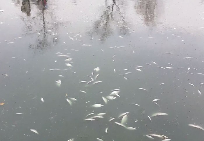В питьевом Черноисточинском пруду снова массово гибнет рыба. Министр природных ресурсов заявляет о мифических результатах реабилитации (видео)