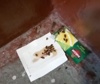 Тагильчане продолжают жаловаться на нашествие тараканов в подъездах. Обработка не помогает