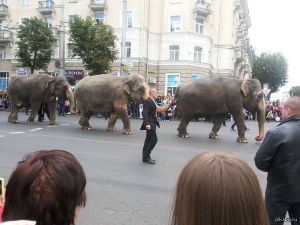 По улицам города проведут слонов: на гастроли приедет цирк-шапито братьев Гертнер