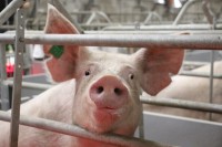 Карантин по африканской чуме свиней ввели в двух колониях Нижнего Тагила