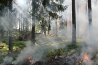 Более 42 гектаров леса сгорело под Нижним Тагилом