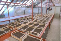 В Нижнем Тагиле начали восстанавливать собственное тепличное хозяйство (фото)