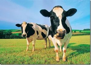 Полицейские поймали скотокрадов-рецидивистов, которые воровали коров, чтобы продавать молоко