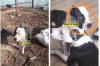 Под Нижним Тагилом бойцовская собака искусала гуляющего ребёнка: итоги суда