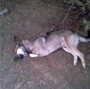 На Вагонке отстреливают собак, утверждают местные жители