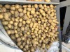 Овощеводы пугают уральцев картошкой по 100 руб. Причина в рекордном урожае