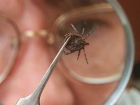 На Урале проснулись клещи: насекомые уже покусали пятерых тагильчан. Но прививку из-за ограничительных мер пока не поставить