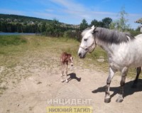 Табун лошадей, который украли в Висимо-Уткинске, заметили на Старателе