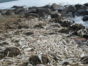 Мэрия объявила о возращении качества воды в Нижнем Тагиле на нормальный уровень, а берега Черноисточинского пруда усеяны мёртвой рыбой (фото)