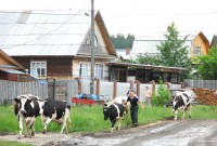 Неприхотливая с жирностью молока от 4%: на Урале хотят возродить знаменитую породу коров «Тагилка»