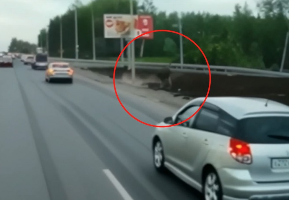 В Нижнем Тагиле на оживлённой дороге лось едва не бросился под машину: видео