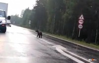 На Серовском тракте медвежата вышли к водителям и просили еду (видео)