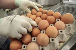 Рабочий хотел украсть с птицефабрики...600 яиц