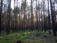 Нашли жители Новоасбеста: 15-летнего Михаила Лобанова вывели из леса