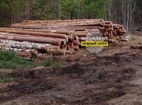 Бастрыкин поручил проверить информацию о вырубке леса под Нижним Тагилом