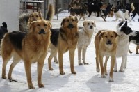 Мэрия Нижнего Тагила сэкономила сотни тысяч рублей, пока город был во власти бездомных собак