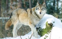 В Свердловской области разрешили отстрел всех волков и енотовидных собак