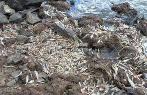 Качество воды в Черноисточинском пруду не могло стать причиной массовой гибели рыбы в Черноисточинском пруду