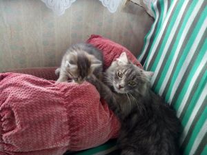 В Нижнем Тагиле кошка Люся вернулась домой через два года после исчезновения