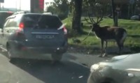«Их бы привязать к машине»: в Нижнем Тагиле «Приора» буксировала на тросе оленя по оживленной дороге (видео)