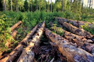 Лесоруб пойдёт под суд за то, что пустил более 500 деревьев на спасение своей техники
