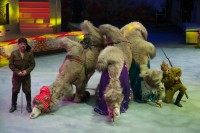 Медведи верхом на буйволах! В Нижнетагильском цирке парад дрессированных животных закрывает сезон (фото)