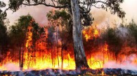 Дым от сибирских пожаров, которые не собираются тушить, может дойти до Урала. Сгорело леса по площади с Крым