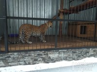 Из-за новых правил тагильский контактный зоопарк GreenPoll закрывается и продаёт всех животных: леопарда отдают за 400 тыс руб (фото)