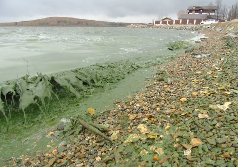 Областные чиновники пообещали к 2022 году избавить питьевой Черноисточинский пруд от гниющих водорослей