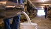 В Свердловской области рухнули закупочные цены на молоко при росте надоев. У губернатора просят денег