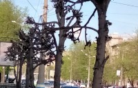 В центре Нижнего Тагила после кронирования погибли деревья