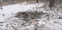Гнилые останки коров и коз обнаружили под Нижним Тагилом местные жители