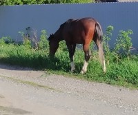 В Салде лошадь, гулявшая на улице, копытами забила человека (видео)