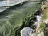 Питьевой Черноисточинский пруд чистят, но вода лучше пока не стала (видео)