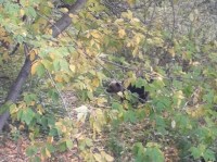 В Нижнем Тагиле по лесополосе разгуливает медвежонок