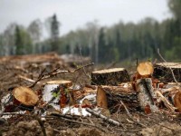 В Нижнем Тагиле ради «Светлого города» вырубят 34 кубических метра деревьев
