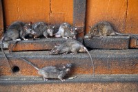 «Крыс больше, чем жильцов». Новостройка в Нижнем Тагиле переживает нашествие грызунов (видео)