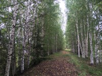 В Свердловской области запретят ходить в лес, а нарушителей будут штрафовать