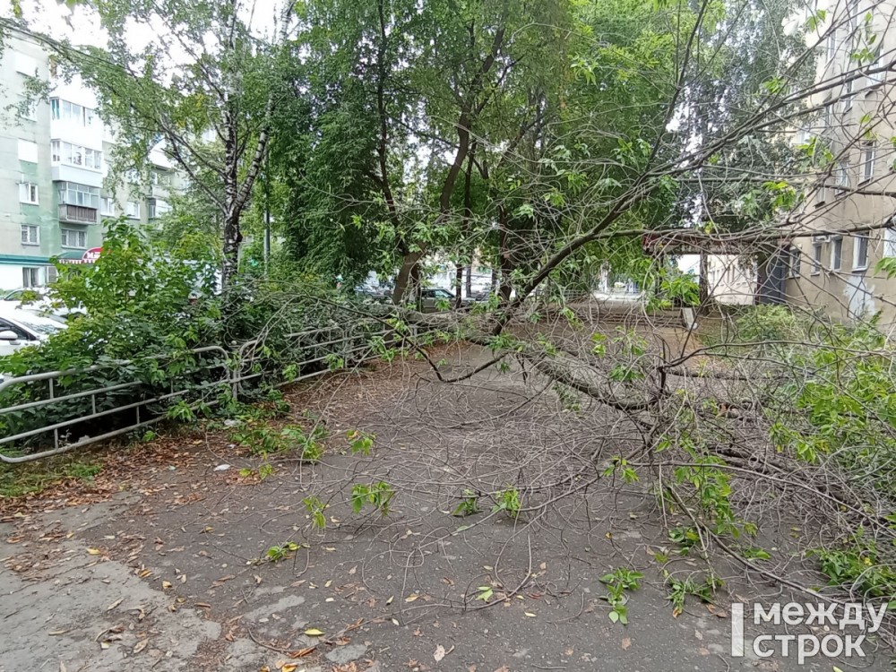 В центре Нижнего Тагила дерево упало на тротуар (фото)