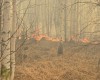 Нижний Тагил заволокло смогом: горит лес на Ленёвке (фото, видео)